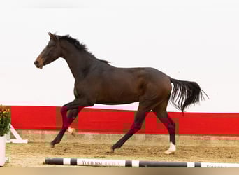 Anglo European Studbook, Hengst, 2 Jahre, 170 cm, Dunkelbrauner