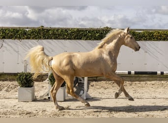Anglo European Studbook, Hengst, 3 Jahre, 161 cm, Palomino