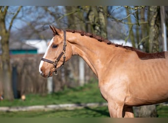 Anglo European Studbook, Hengst, 3 Jahre, 162 cm, Fuchs