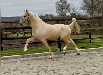Anglo European Studbook, Hengst, 3 Jahre, 162 cm, Palomino