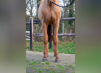 Anglo European Studbook, Hengst, 3 Jahre, 164 cm, Fuchs