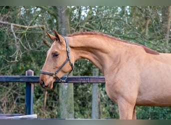 Anglo European Studbook, Hengst, 3 Jahre, 164 cm