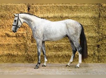 Anglo European Studbook, Hengst, 3 Jahre, 165 cm, Schimmel