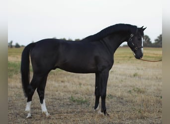 Anglo European Studbook, Hengst, 3 Jahre, 170 cm, Dunkelbrauner