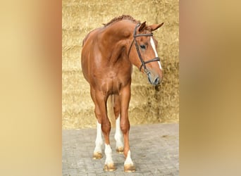 Anglo European Studbook, Hengst, 3 Jahre, 172 cm, Fuchs