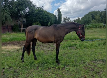Anglo European Studbook, Hengst, 4 Jahre, 150 cm, Schwarzbrauner