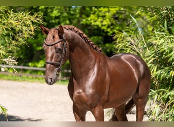 Anglo European Studbook, Hengst, 4 Jahre, 161 cm, Dunkelfuchs