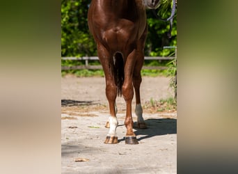 Anglo European Studbook, Hengst, 4 Jahre, 161 cm, Dunkelfuchs