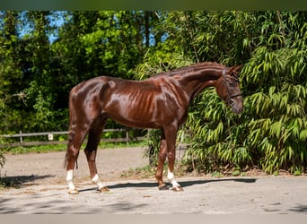 Anglo European Studbook, Hengst, 4 Jahre, 161 cm, Dunkelfuchs