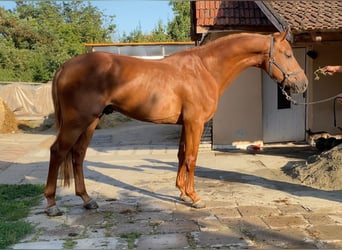 Anglo European Studbook, Hengst, 4 Jahre, 168 cm, Dunkelfuchs