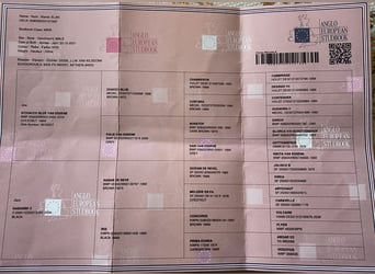 Anglo European Studbook, Hengst, 4 Jahre, 168 cm, Dunkelfuchs