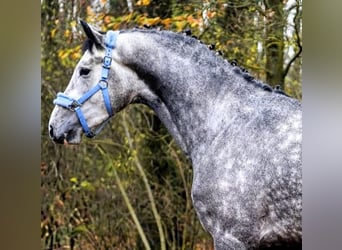 Anglo European Studbook, Hengst, 4 Jahre, 170 cm, Apfelschimmel