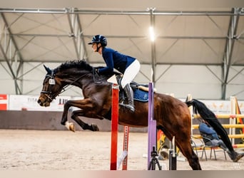 Anglo European Studbook Mix, Hengst, 5 Jahre, 172 cm, Rotbrauner