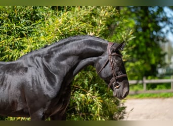 Anglo European Studbook, Hengst, 6 Jahre, 174 cm, Schwarzbrauner