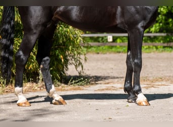 Anglo European Studbook, Hengst, 6 Jahre, 174 cm, Schwarzbrauner