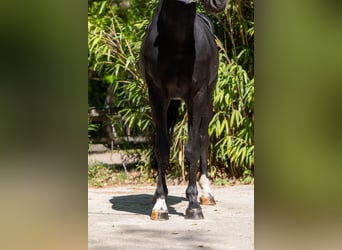 Anglo European Studbook, Hengst, 6 Jahre, 174 cm, Schwarzbrauner