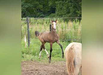 Anglo European Studbook, Hengst, Fohlen (03/2026), 169 cm, Buckskin