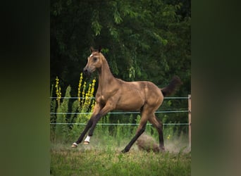 Anglo European Studbook, Hengst, Fohlen (01/2025), 170 cm, Buckskin