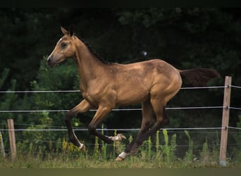 Anglo European Studbook, Hengst, Fohlen (03/2025), 170 cm, Buckskin