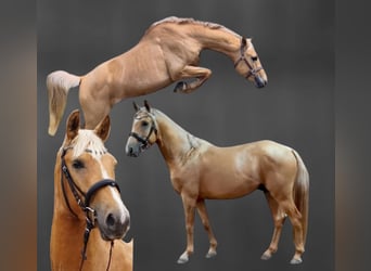 Anglo European Studbook, Hengst, 3 Jahre, 155 cm, Palomino
