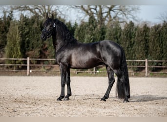 Anglo European Studbook Mix, Hengst, 4 Jahre, 162 cm, Rappe