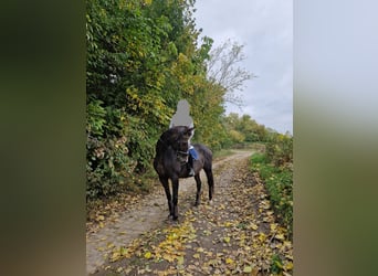 Anglo European Studbook, Klacz, 19 lat, 164 cm, Ciemnogniada