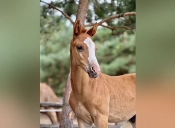 Anglo European Studbook, Klacz, 1 Rok