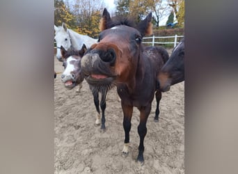 Anglo European Studbook, Klacz, 1 Rok