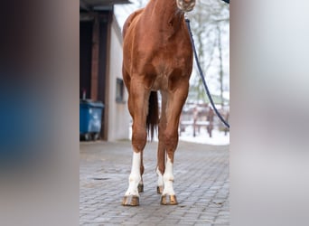 Anglo European Studbook, Klacz, 3 lat, 166 cm, Kasztanowata