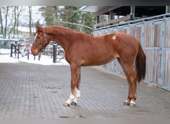 Anglo European Studbook, Klacz, 3 lat, 166 cm, Kasztanowata