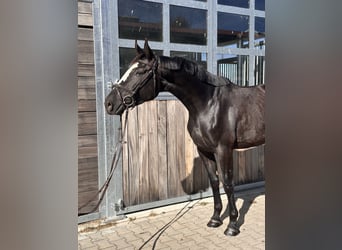 Anglo European Studbook, Klacz, 4 lat, 165 cm, Kara