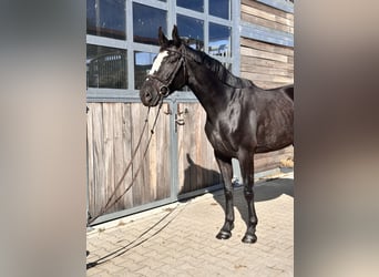 Anglo European Studbook, Klacz, 4 lat, 165 cm, Kara