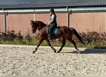 Anglo European Studbook, Klacz, 5 lat, 163 cm, Ciemnokasztanowata