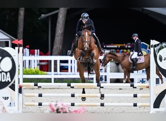Anglo European Studbook, Klacz, 5 lat, 167 cm, Gniada