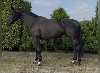 Anglo European Studbook, Klacz, 5 lat, 170 cm, Kara
