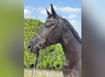 Anglo European Studbook, Klacz, 5 lat, 170 cm, Kara