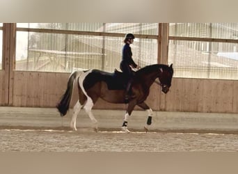 Anglo European Studbook, Klacz, 5 lat, 170 cm, Srokata