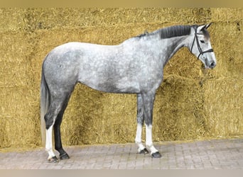 Anglo European Studbook, Klacz, 6 lat, 162 cm, Siwa