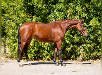 Anglo European Studbook, Klacz, 6 lat, 163 cm, Gniada