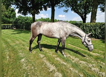 Anglo European Studbook, Klacz, 6 lat, 164 cm