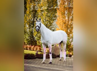 Anglo European Studbook, Klacz, 6 lat, 168 cm, Siwa