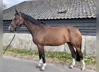 Anglo European Studbook, Klacz, 6 lat, 170 cm, Gniada