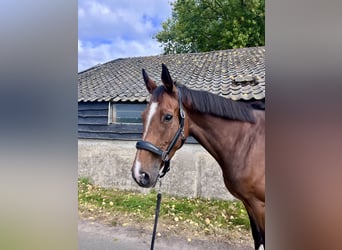 Anglo European Studbook, Klacz, 6 lat, 170 cm, Gniada