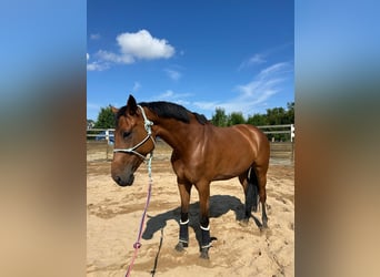 Anglo European Studbook, Klacz, 6 lat, 177 cm, Gniada