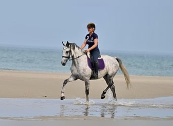 Anglo European Studbook, Klacz, 7 lat, 170 cm, Siwa jabłkowita