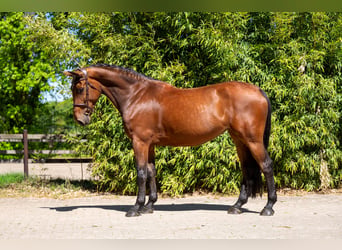 Anglo European Studbook, Klacz, 7 lat, 172 cm, Gniada