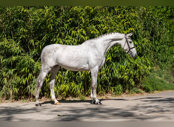 Anglo European Studbook, Klacz, 7 lat, 173 cm, Siwa