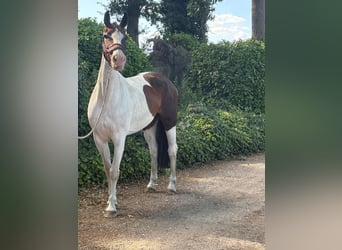 Anglo European Studbook, Klacz, 8 lat, 160 cm, Srokata