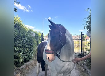 Anglo European Studbook, Klacz, 8 lat, 160 cm, Srokata
