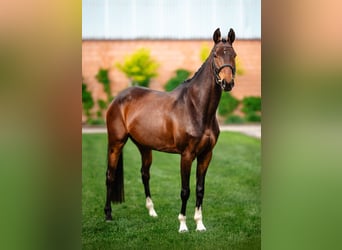 Anglo European Studbook, Klacz, 9 lat, 160 cm, Gniada